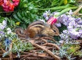 Chipmunk crawls through a flower basket