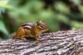 Chipmunk Royalty Free Stock Photo