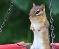 Chipmunk Royalty Free Stock Photo