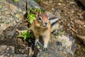 Chipmunk Royalty Free Stock Photo