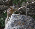 A Chipmunk In Desolation Wilderness Near Lake Tahoe