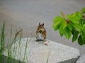 Chipmunk dining on flowers