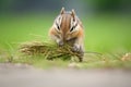 chipmunk dragging grass to line its nest