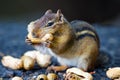 Chipmunk Eating Peanut