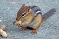 Chipmunk Eating Peanut Royalty Free Stock Photo