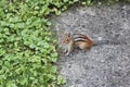 Chipmunk, Eastern Tamias striatus Royalty Free Stock Photo