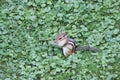 Chipmunk, Eastern Tamias striatus Royalty Free Stock Photo