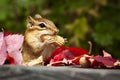 Chipmunk eating Royalty Free Stock Photo