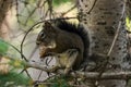 Chipmunk Royalty Free Stock Photo