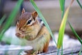 Chipmunk Eating