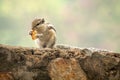 Chipmunk eating a biscuit Royalty Free Stock Photo