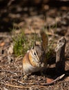 Chipmunk eating breakfast of seeds