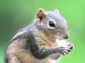 Chipmunk eating Royalty Free Stock Photo