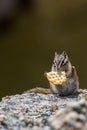 Chipmunk eating Royalty Free Stock Photo