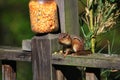 Chipmunk Eating Corn Royalty Free Stock Photo