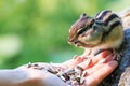 Chipmunk eating food from the palm of a human Royalty Free Stock Photo