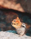 Chipmunk Eating a Grape Close Up