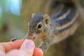Chipmunk eating from hand Royalty Free Stock Photo