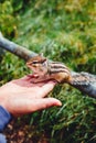 Chipmunk eating from hand at Japanese national park Royalty Free Stock Photo