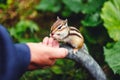 Chipmunk eating from hand at Japanese national park Royalty Free Stock Photo
