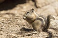 Chipmunk eating lunch