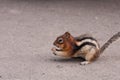 Chipmunk eating nut Royalty Free Stock Photo