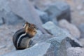 Chipmunk Eating a Nut on a Rock Royalty Free Stock Photo