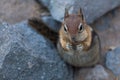 Chipmunk Eating a Nut on a Rock Royalty Free Stock Photo