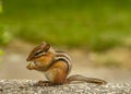 Chipmunk