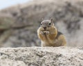 Chipmunk Eating nuts Royalty Free Stock Photo