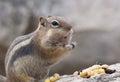 Chipmunk Eating nuts Royalty Free Stock Photo