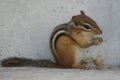 Chipmunk eating nuts