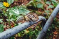 Chipmunk eating nuts at Japanese national park Royalty Free Stock Photo