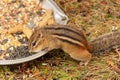 Chipmunk in Quebec, Canada Royalty Free Stock Photo