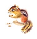 Chipmunk Eating Nuts Watercolor Wild Animals Illustration Hand Painted