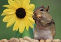 Chipmunk eating peanuts next to sunflower