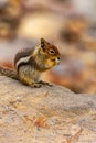 a chipmunk eating a seed on a large rock Royalty Free Stock Photo