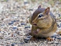 Chipmunk Eating Seeds