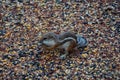 A chipmunk eating some bird food. Royalty Free Stock Photo