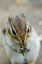 Chipmunk eating something Royalty Free Stock Photo