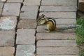 Chipmunk eating something Royalty Free Stock Photo