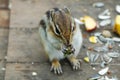 Chipmunk eating something Royalty Free Stock Photo