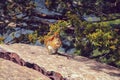 Chipmunk eating in the sun, sitting on a rock Royalty Free Stock Photo