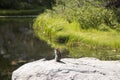 Chipmunk sitting and eating on a rock on a lake shore Royalty Free Stock Photo