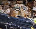 Eastern Chipmunk Tamias Striatus Sitting On Black Log In Forest Royalty Free Stock Photo