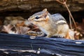 Eastern Chipmunk Tamias Striatus Sitting On Black Log In Forest Royalty Free Stock Photo