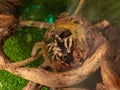 Chipmunk family resting in a nest in an aviary in Gan Guru kangaroo park in Kibutz Nir David in the north of Israel