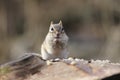 Chipmunk Feast