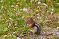 Chipmunk feeding Royalty Free Stock Photo