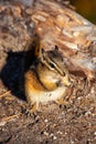 A Chipmunk, feeding on nuts, on a log in British Columbia Royalty Free Stock Photo